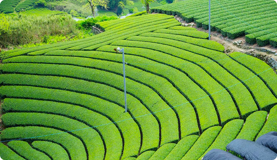 Vườn trà ở thị trấn Wazuka của Kyoto, vùng sản xuất trà Uji lớn nhất tỉnh.
