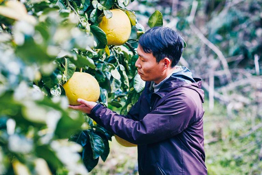 Banpeiyu đang được thu hoạch. Banpeiyu đang được thu hoạch.