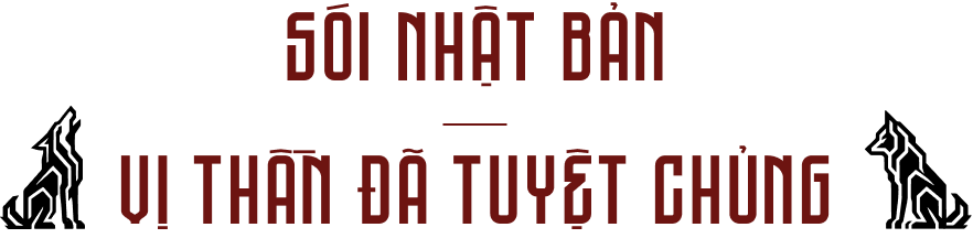 Sói Nhật Bản vị thần đã tuyệt chủng