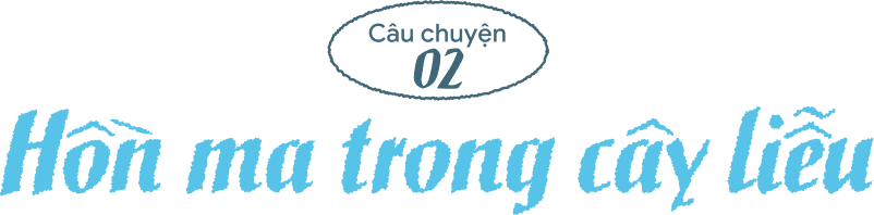 Hồn ma trong cây liễu