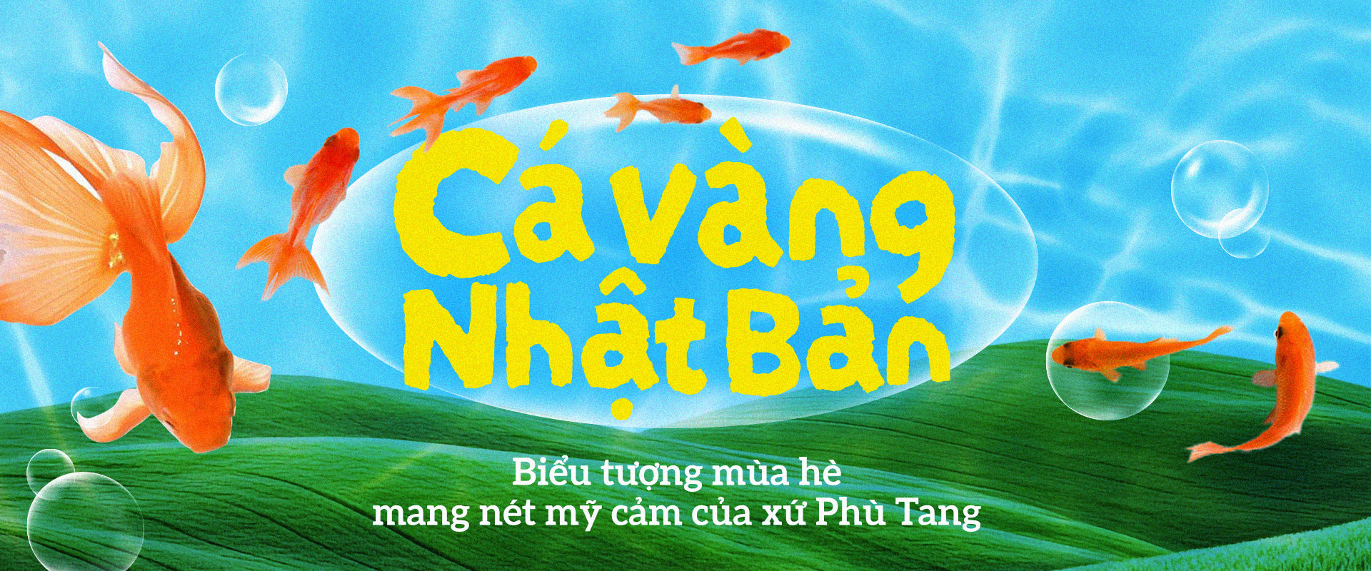 Cá vàng Nhật Bản: Biểu tượng mùa hè mang nét mỹ cảm của xứ Phù Tang.