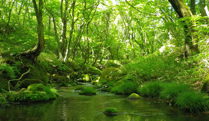 Rừng Nikko